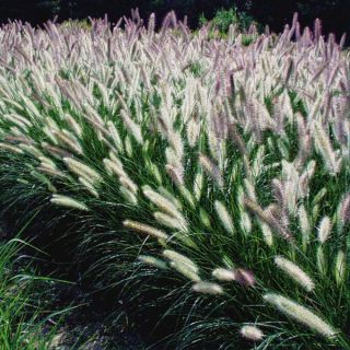 Giant Fountain Grass Thumbnail